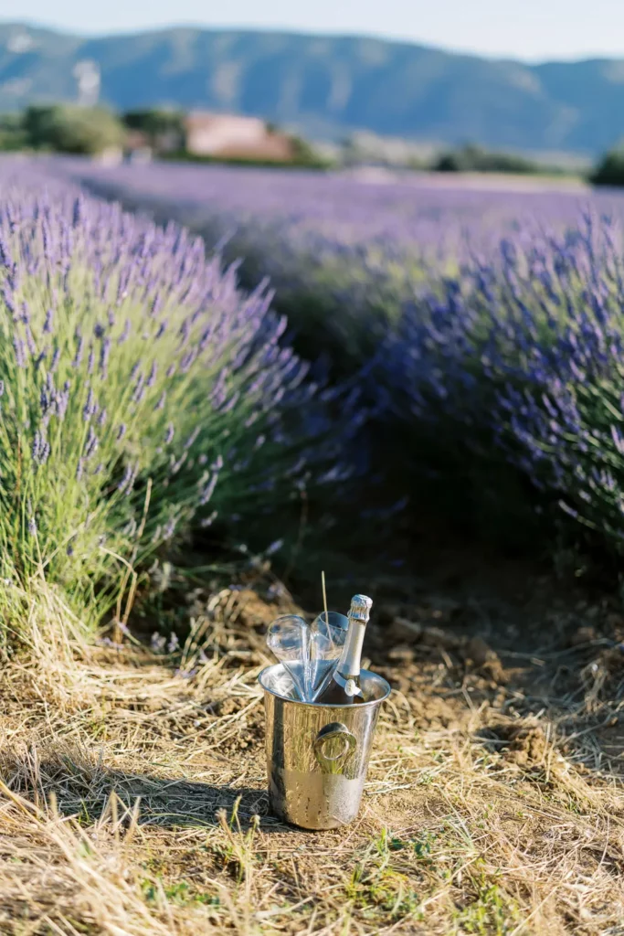 A silver bucket with a bottle of champagne and two glasses sits on the ground at the edge of a beautiful lavender field in Provence.