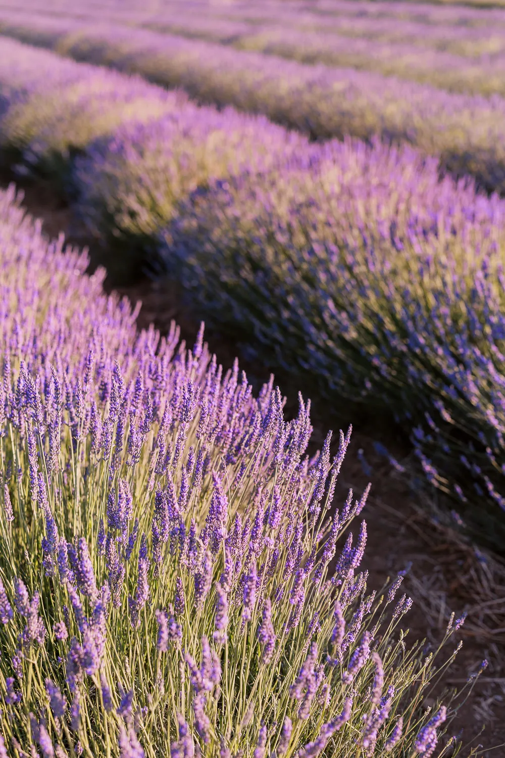 A close-up detail shot of purple lavender flowers, with rows of the field stretching into the blurry background, lit by warm sunlight.