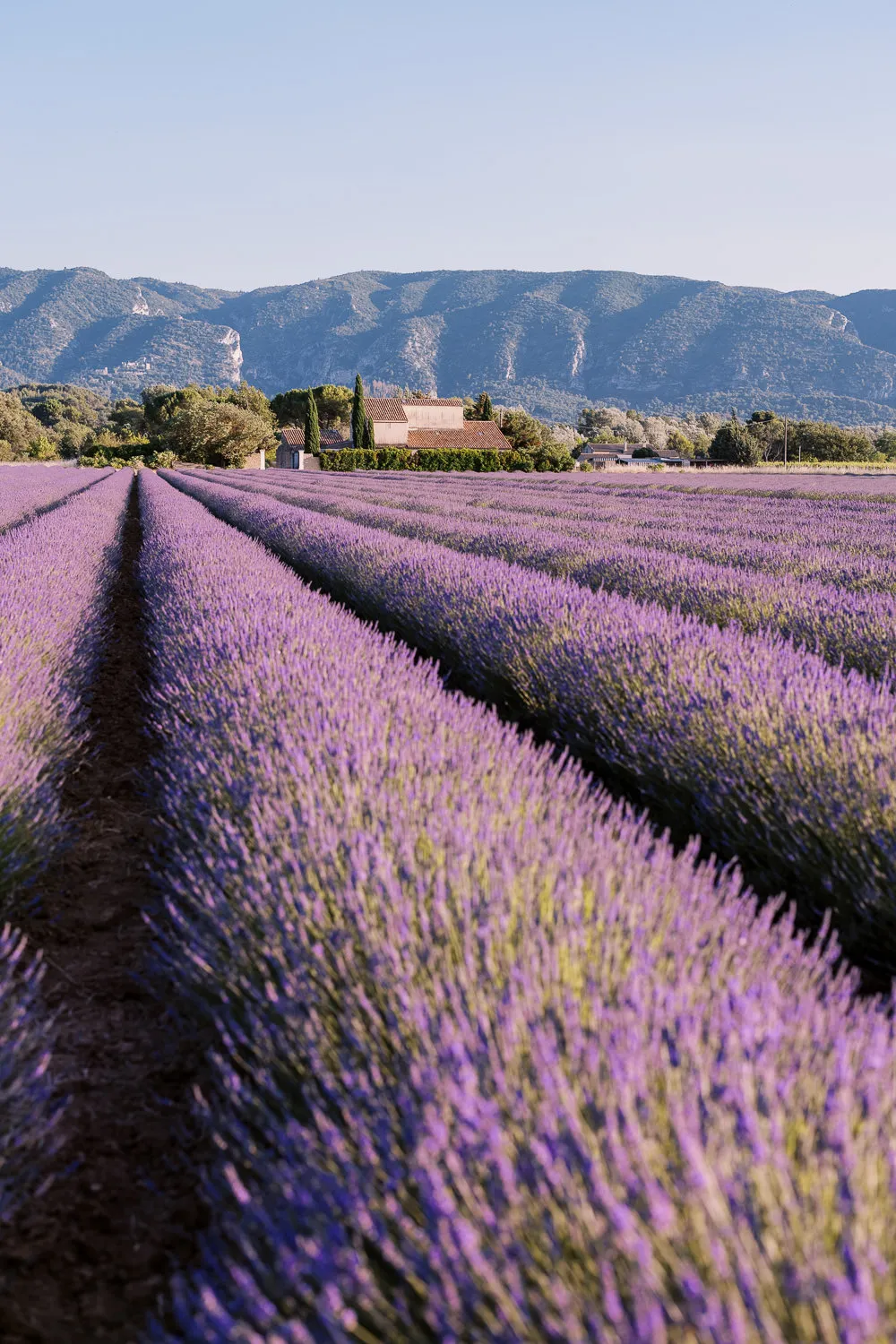 A beautiful landscape photo of a lavender field in the Luberon, with a stone farmhouse and mountains in the background.