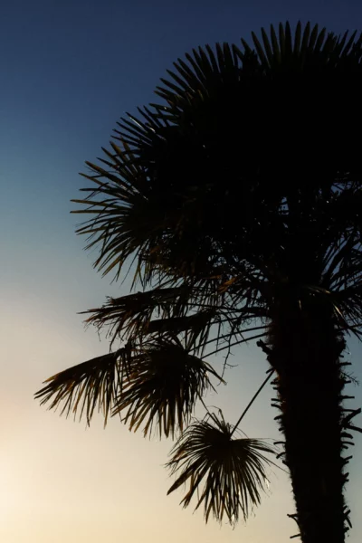 Silhouette of a couple embracing at sunset by a palm tree, French wedding photographer.